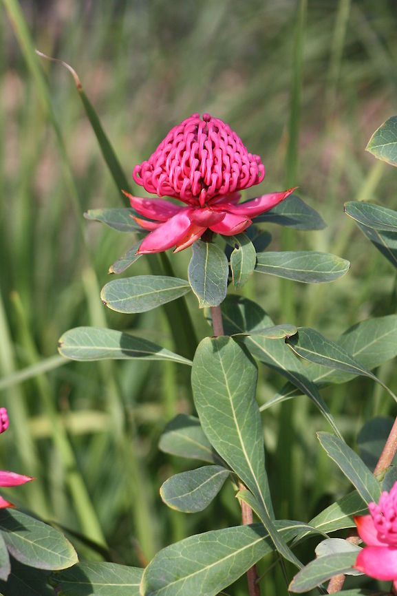 New South Wales Waratah  Telopea speciosissima