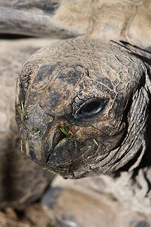 Aldabra Gaint Tortoise  Aldabra giant tortoise,Aldabrachelys gigantea
