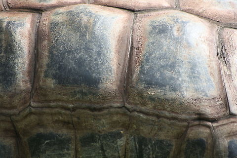 Aldabre Giant Tortoise.  Close up of shell  Aldabra giant tortoise,Aldabrachelys gigantea