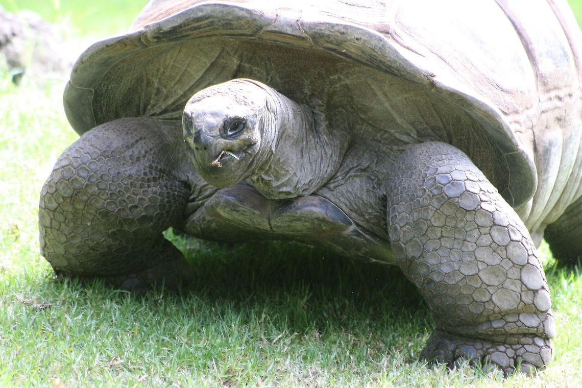 Aldabra Giant Tortoise  Aldabra giant tortoise,Aldabrachelys gigantea