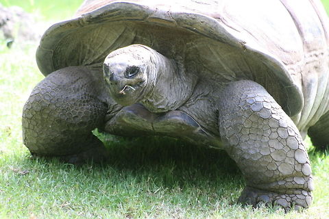 Aldabra Giant Tortoise  Aldabra giant tortoise,Aldabrachelys gigantea