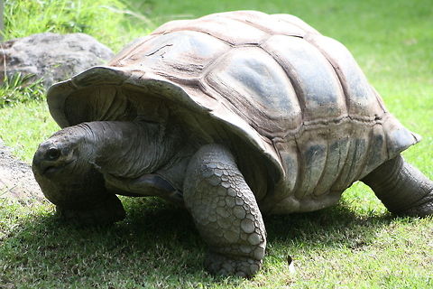 Aldabra Giant Tortoise (full body) Habitat is forest, swamps and grasslands of Aldabra Atoll in the Seychelle Islands, north of Madagascar in the Indian Ocean. They live in excess of 100 years. Smaller than the Galapogos Tortoise. They are herbivore. Has long necks to enable them to reach branches 1 metre above the ground. Weight is 250kgs for male and 150kgs for female Aldabra giant tortoise,Aldabrachelys gigantea