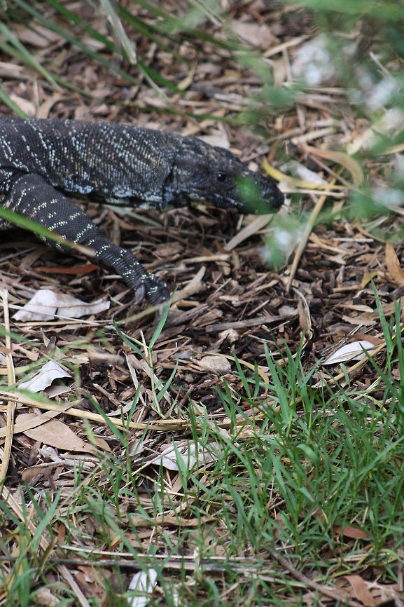 Lace Monitor ( Varanidae) Lace Monitor also known as Goannas.  Long slender neck, narrow head, pointed snout, powerful limbs, muscular tail, smooth scales and fork tongue. Found over most of Australia.  They can run fast and their safety plan is to climb up trees or if you don&#039;t see them they will climb up humans just to get to higher  ground.  They also lay their eggs in termite mounds. Lace monitor,Varanus varius