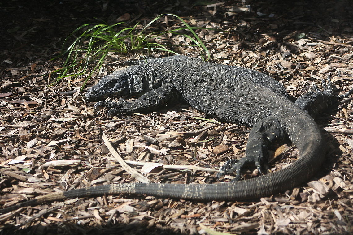 Lace Monitor  Lace monitor,Varanus varius