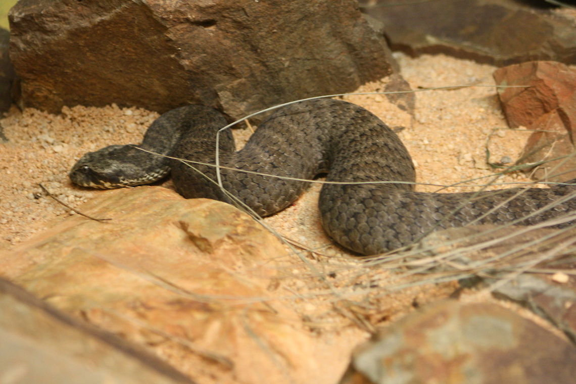Death Adder prefers virgin low scrub with plenty of ground cover in NSW, southern half of Qld and south SA and WAustralia.  A heavy snake its head of a rattlesnake.  Ambush hunters hiding in leaf litter and twitching their tail tip to lure prey. Acanthophis antarcticus,Common death adder