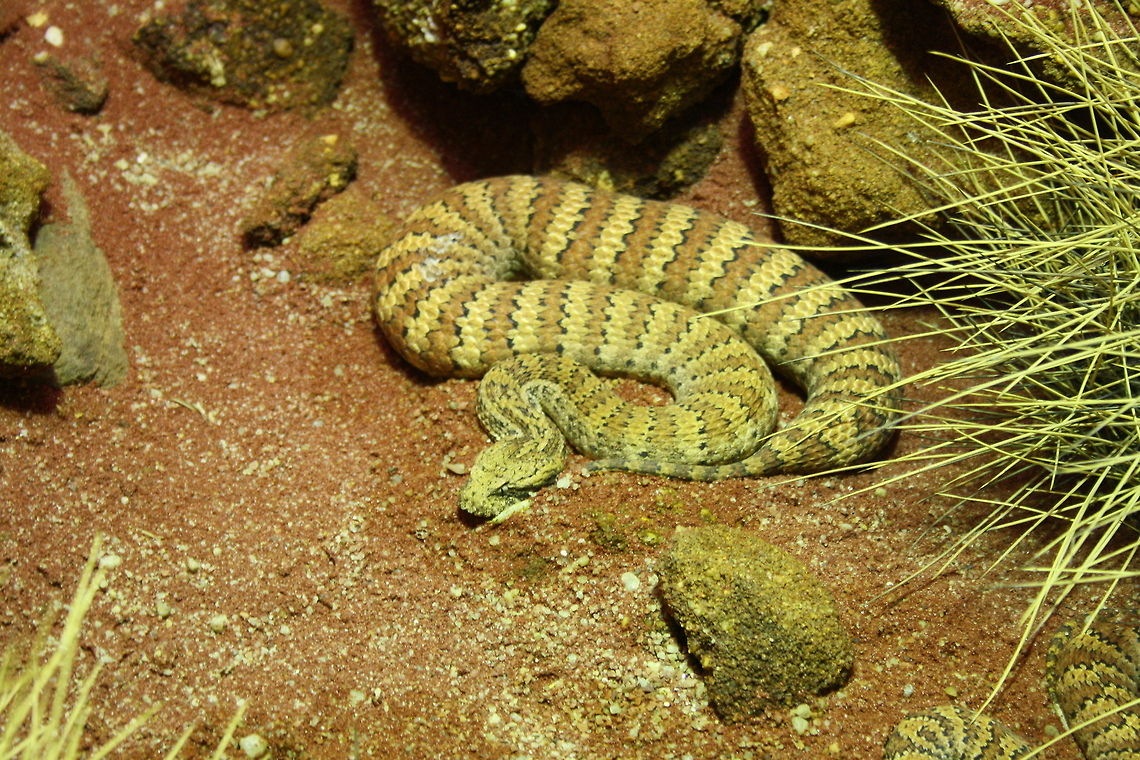 Common Death Adder  Acanthophis antarcticus,Common death adder
