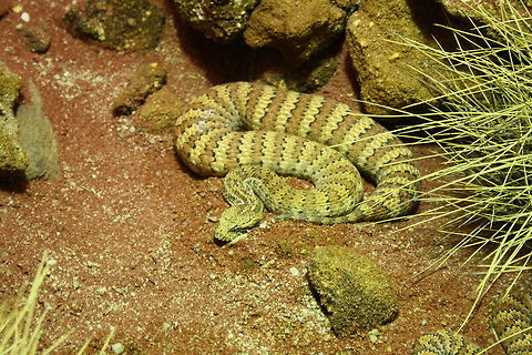 Common Death Adder  Acanthophis antarcticus,Common death adder