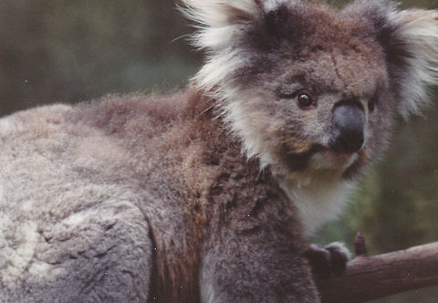 Koala  Koala,Phascolarctos cinereus