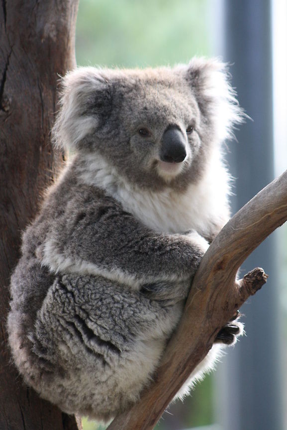 Koala  Koala,Phascolarctos cinereus
