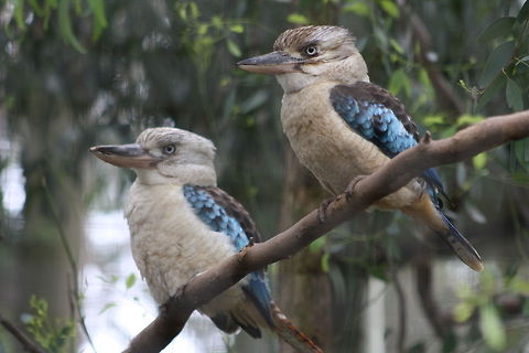 Blue-winged Kookaburra Blue-winged Kookaburra are found in the top part of Australia.  The main difference between the Blue-winged and the Laughing Kookaburra is Blue-winged do not laugh.  Both are the largest king fishers. Blue-winged Kookaburra,Dacelo leachii