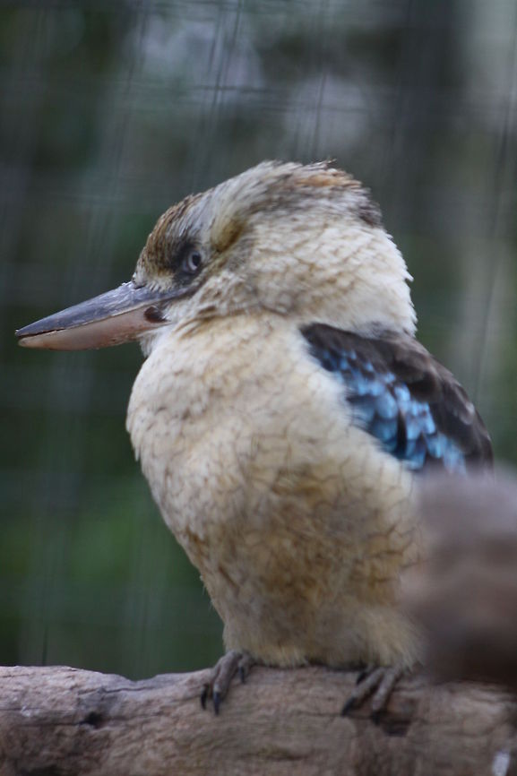 Blue wing Kookaburra  Blue-winged Kookaburra,Dacelo leachii