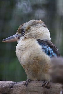 Blue wing Kookaburra  Blue-winged Kookaburra,Dacelo leachii