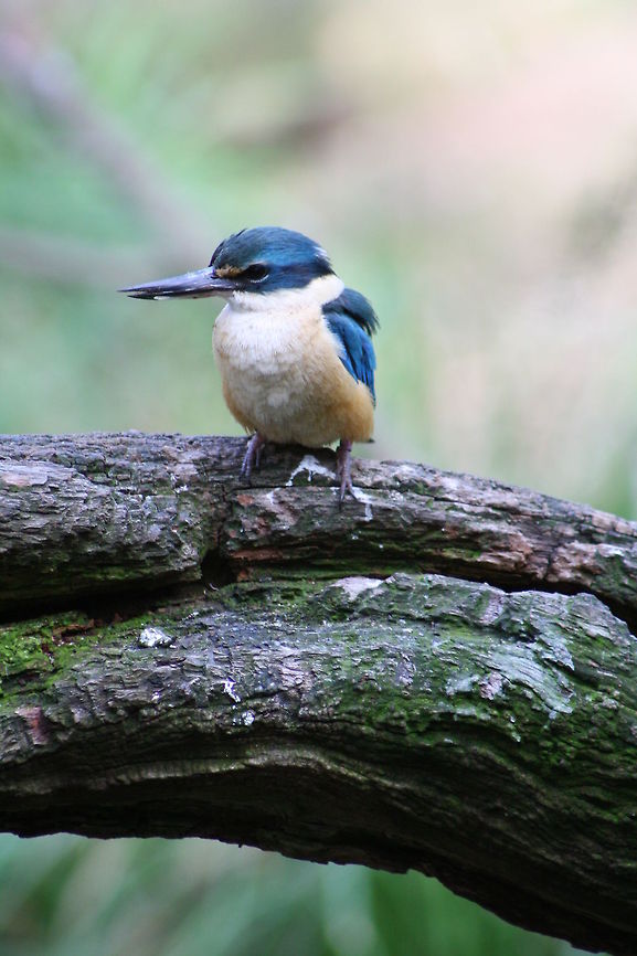 Sacred Kingfisher  Sacred Kingfisher,Todiramphus sanctus