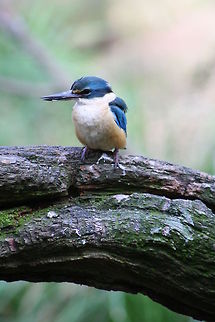 Sacred Kingfisher  Sacred Kingfisher,Todiramphus sanctus