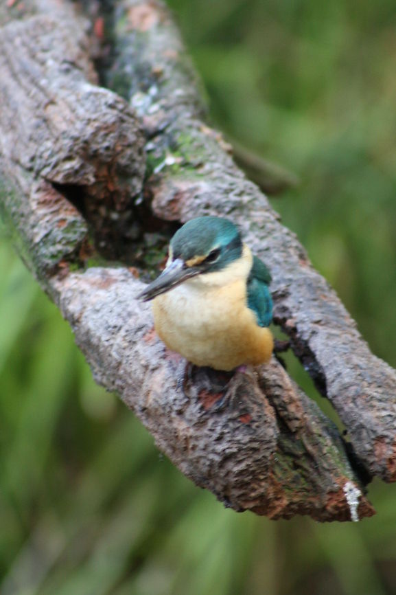 Sacred Kingfisher on tree Plump mostly short-tailed colourful birds with large heads and over sized bills.  Wide spread kingfisher in Australia.  Nest in tree hollows, logs, fence posts, termite mounds and earth banks.  Perch watching for prey and then dive or pounce on it. Sacred Kingfisher,Todiramphus sanctus
