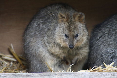 Quokka  Quokka,Setonix brachyurus