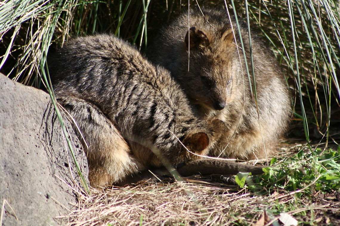 Quokka  Quokka,Setonix brachyurus