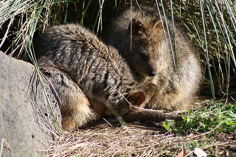 Quokka  Quokka,Setonix brachyurus