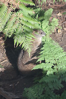 Parma Wallaby  Macropus parma,Parma wallaby