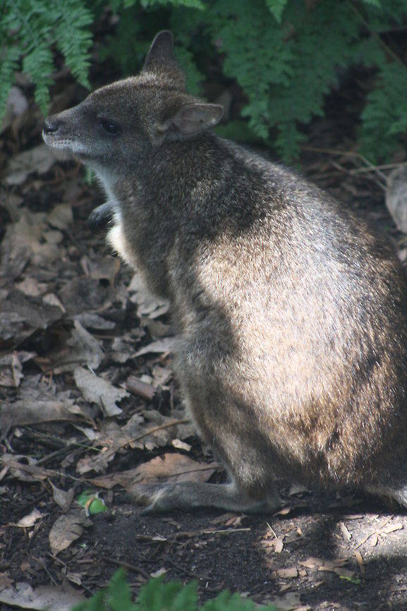 Parma Wallaby  Macropus parma,Parma wallaby