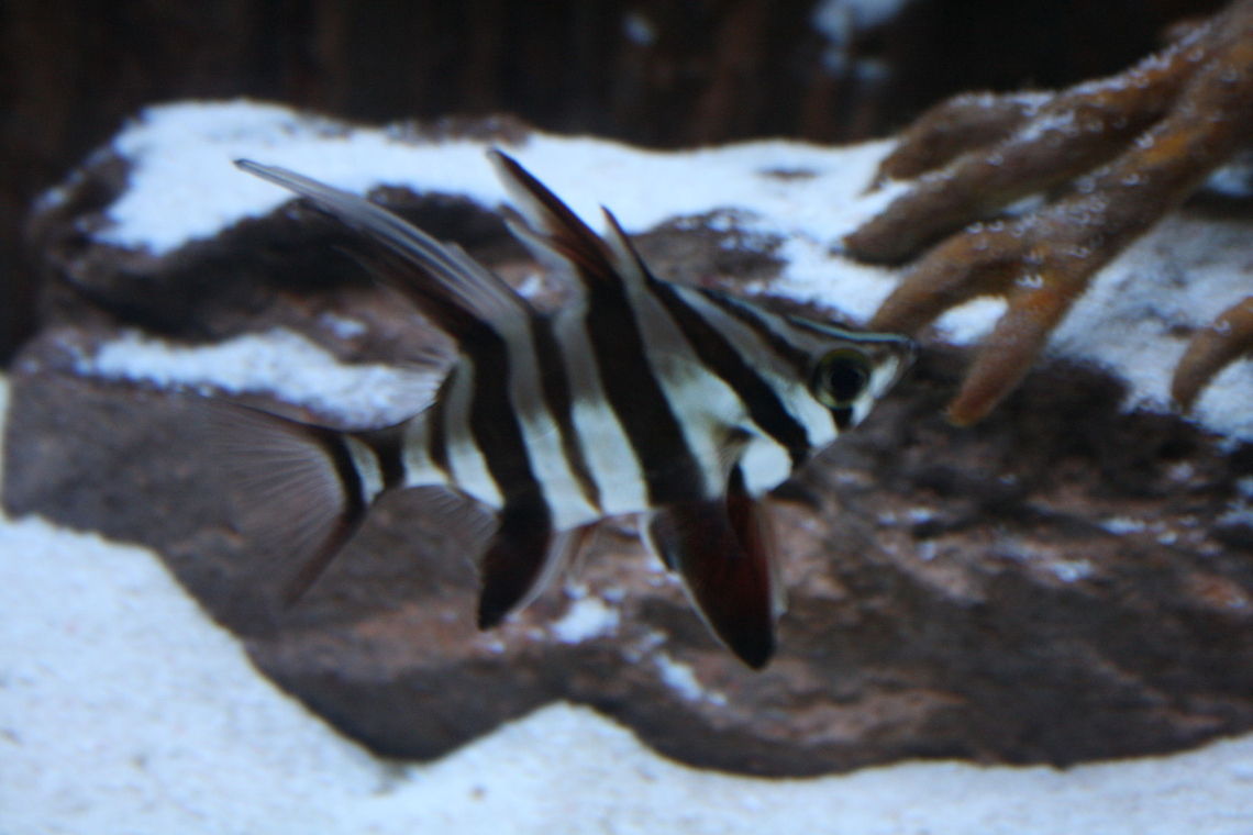 Old Wife  Enoplosus armatus