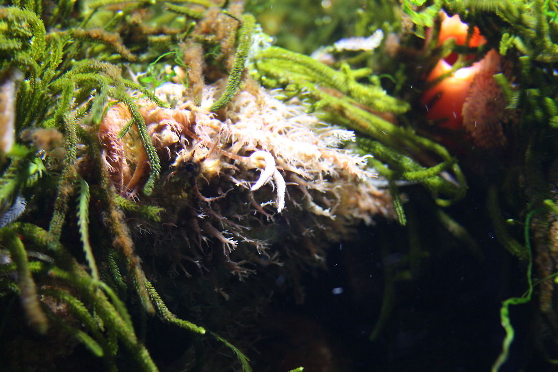 Tassled Frogfish Also known as Anglerfish.  Has a prominent U shaped lure on the end of a modified 1st dorsal spine.  The pectroral fins are modified for crawling.  They have a large extendible mouth and expandable stomachs and suck in fish.  Found in the sea water at bottom end of Australia Rhycherus filamentosus,Tasselled Anglerfish
