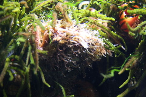 Tassled Frogfish  Rhycherus filamentosus,Tasselled Anglerfish