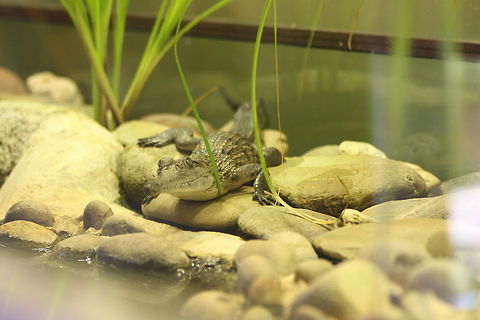 Johnstone River Crocodile (juv) Endemic to Australia.  Found in rivers that run to the coast of Northern Qld, NT and WA.  Usually more inland and at higher elevations than the Saltwater Croc.  Length Male 200-300 cm,  Female 140 - 180 cm. Weight Male 30-90kg, female 20 -45kg.  They live to 50yrs or more. Diet is insects mainly but will eat fish, birds and mammals.  Don't attack humans unless provoked.  Can run at 18kph but only for about 100 m. Crocodylus johnsoni,Freshwater Crocodile