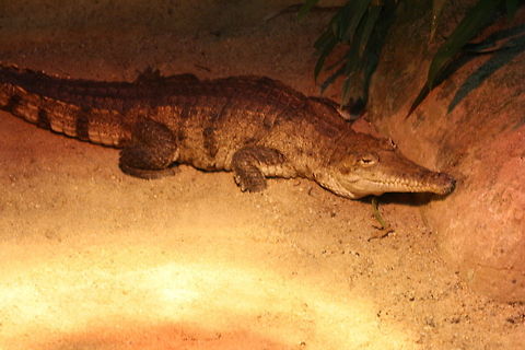 Johnstone River Crocodile  (Freshie)  Crocodylus johnsoni,Freshwater Crocodile