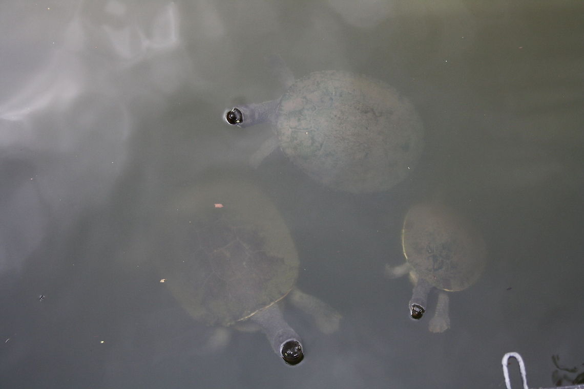 Murray River Turtles The turtles are found in the Murray River which is the border of Victoria and New South Wales and then through South Australia until reahing the sea. Emydura macquarrii,Murray River turtle