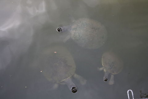 Murray River Turtles The turtles are found in the Murray River which is the border of Victoria and New South Wales and then through South Australia until reahing the sea. Emydura macquarrii,Murray River turtle