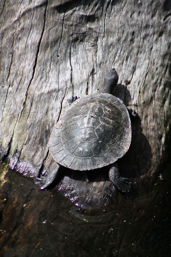 Murray River Turtle  Emydura macquarrii,Murray River turtle