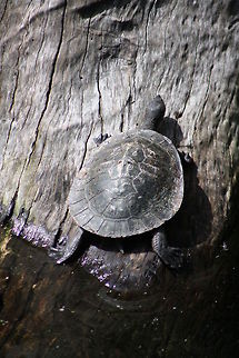 Murray River Turtle  Emydura macquarrii,Murray River turtle
