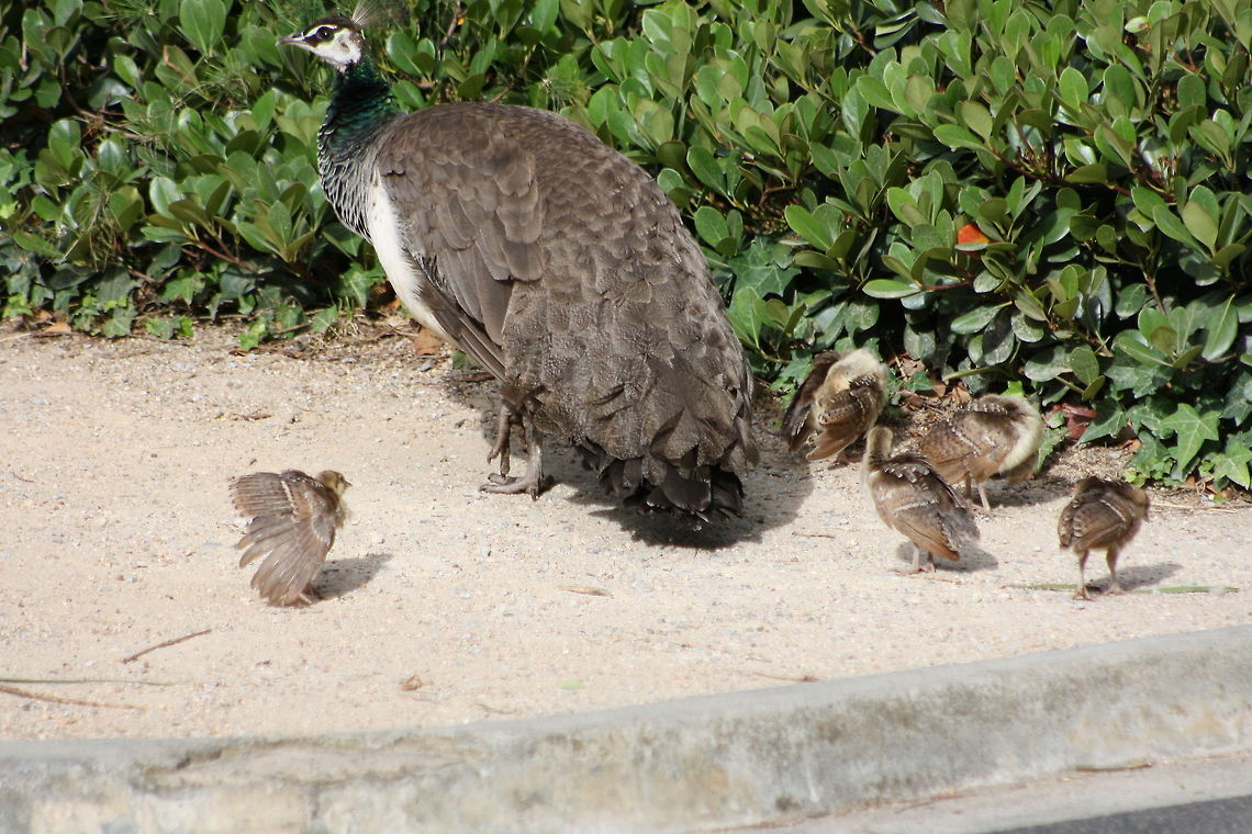Indian Peafowl and chicks  Indian Peafowl,Pavo cristatus