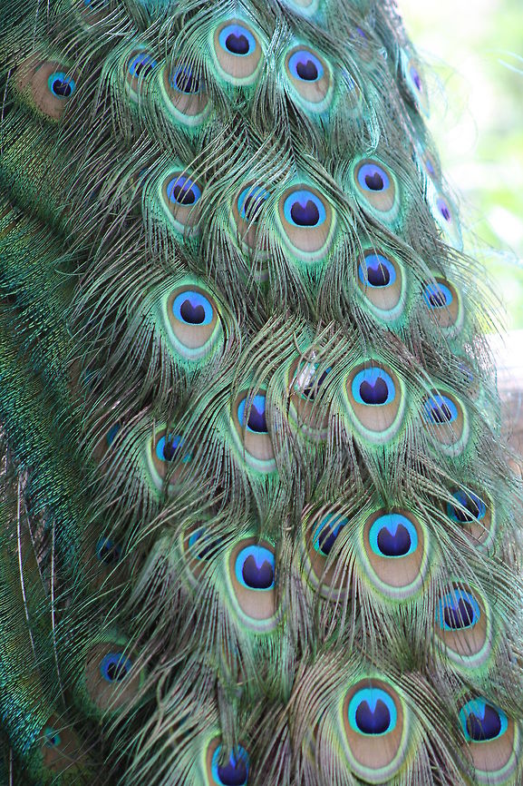 Indian Peafowl feather closeup  Indian Peafowl,Pavo cristatus