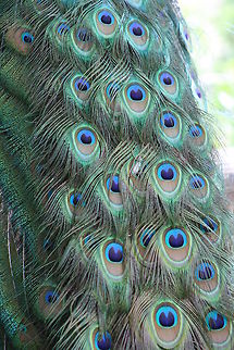 Indian Peafowl feather closeup  Indian Peafowl,Pavo cristatus