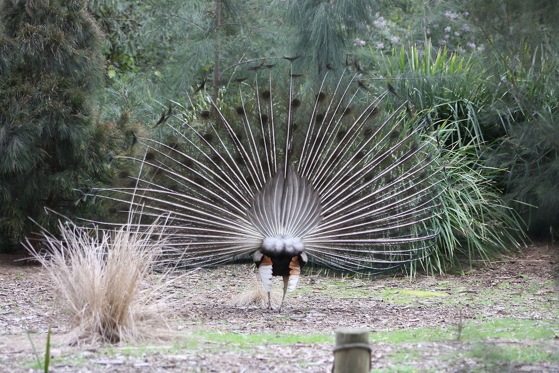 Indian Peafowl feather display (back)  Indian Peafowl,Pavo cristatus