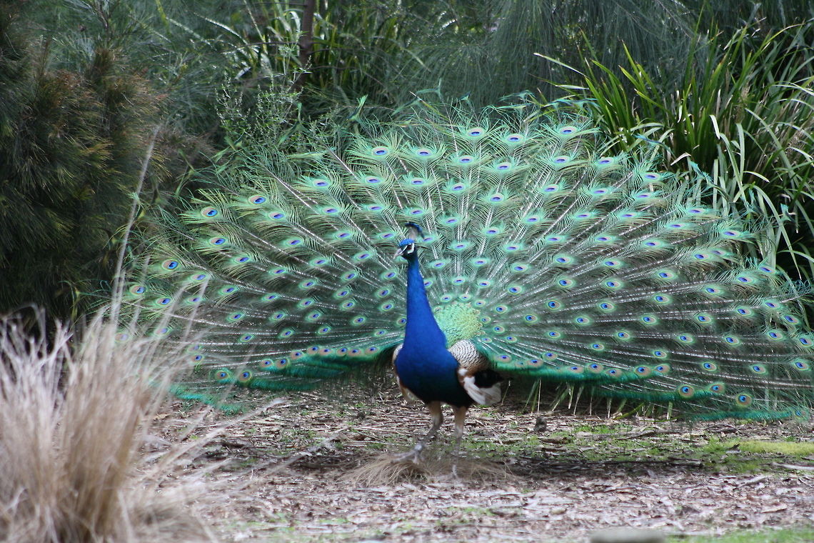 Indian Peafowl feather display (front)  Indian Peafowl,Pavo cristatus