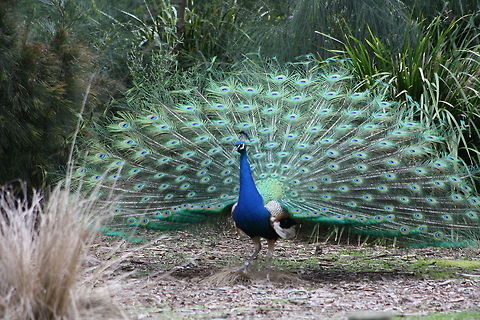 Indian Peafowl feather display (front)  Indian Peafowl,Pavo cristatus