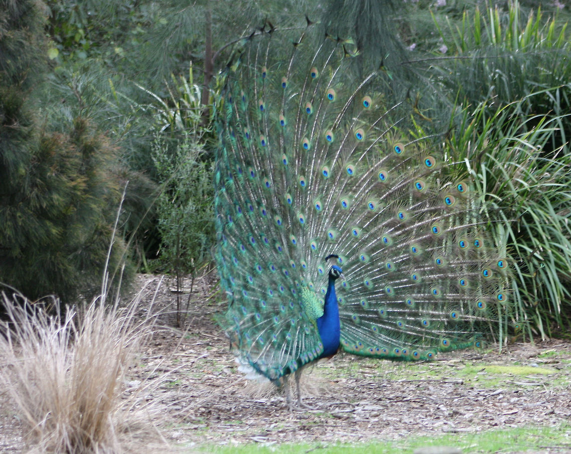 Indian Peafowl  Indian Peafowl,Pavo cristatus