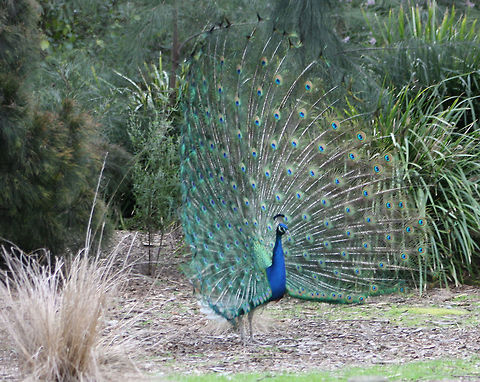 Indian Peafowl  Indian Peafowl,Pavo cristatus