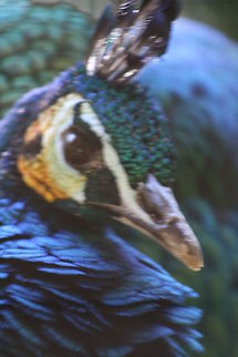 Green_Peafowl  Green Peafowl,Pavo muticus