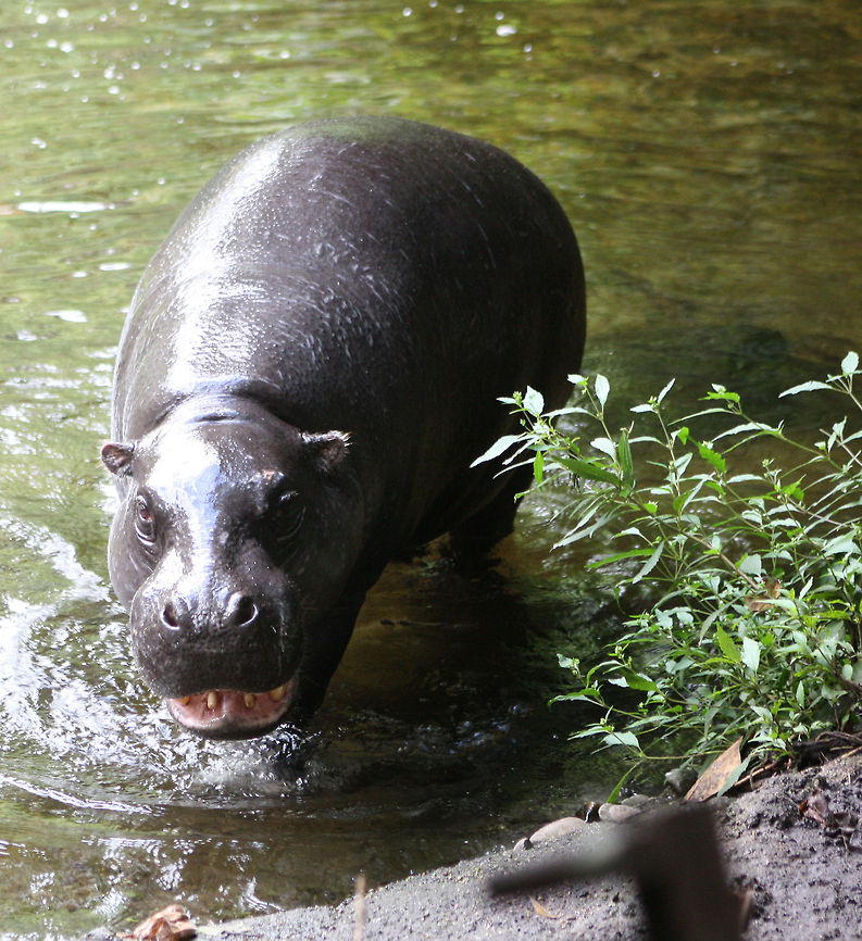 Pigmy Hippo  Choeropsis liberiensis,Pygmy Hippopotamus