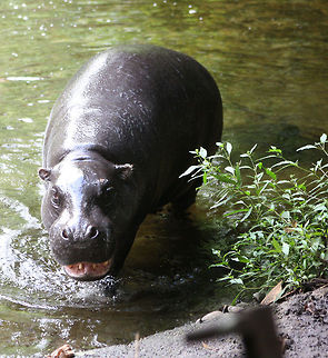Pigmy Hippo  Choeropsis liberiensis,Pygmy Hippopotamus