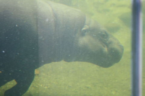 Pigmy Hippo underwater  Choeropsis liberiensis,Pygmy Hippopotamus
