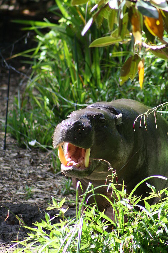Pymgy Hippo displaying teeth Check out the teeth Choeropsis liberiensis,Pygmy Hippopotamus