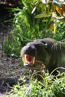 Pymgy Hippo displaying teeth Check out the teeth Choeropsis liberiensis,Pygmy Hippopotamus