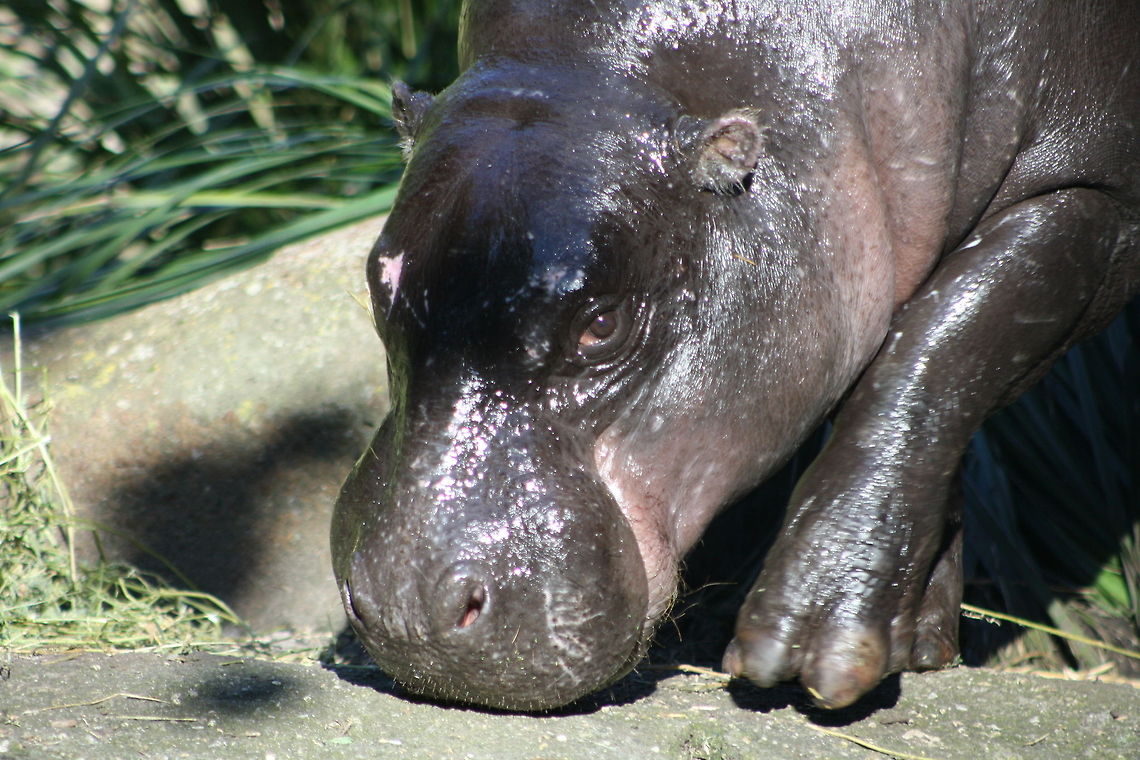 Pigmy Hippo head closeup  Choeropsis liberiensis,Pygmy Hippopotamus
