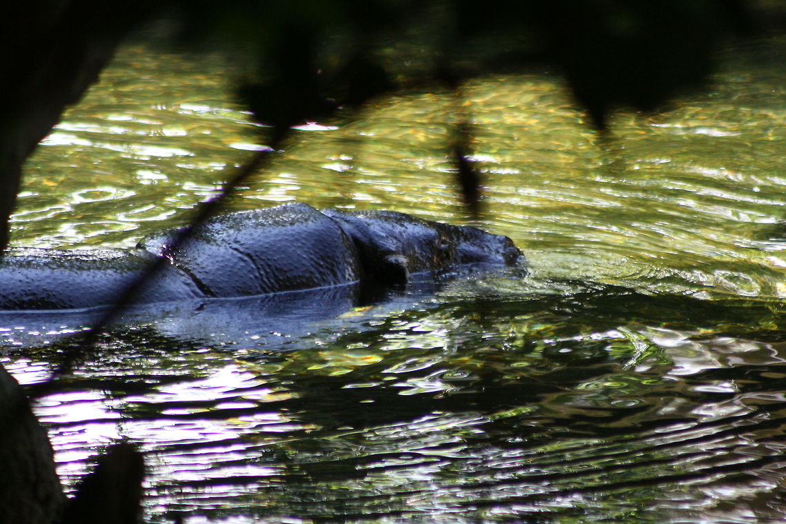 Pygmy Hippo swimming  Choeropsis liberiensis,Pygmy Hippopotamus