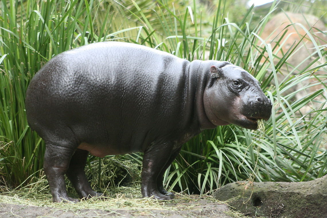 Pigmy Hippo full body view Habitat tropical lowland rainforests and swamps.  They live in dense cover in primary and secondary forests.  Eddemic to West Africa - Liberia, Guines and Cote d&#039;Ivoire Choeropsis liberiensis,Pygmy Hippopotamus